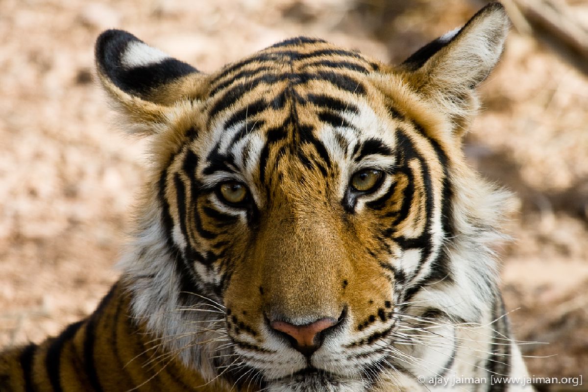 Tiger Sighting!